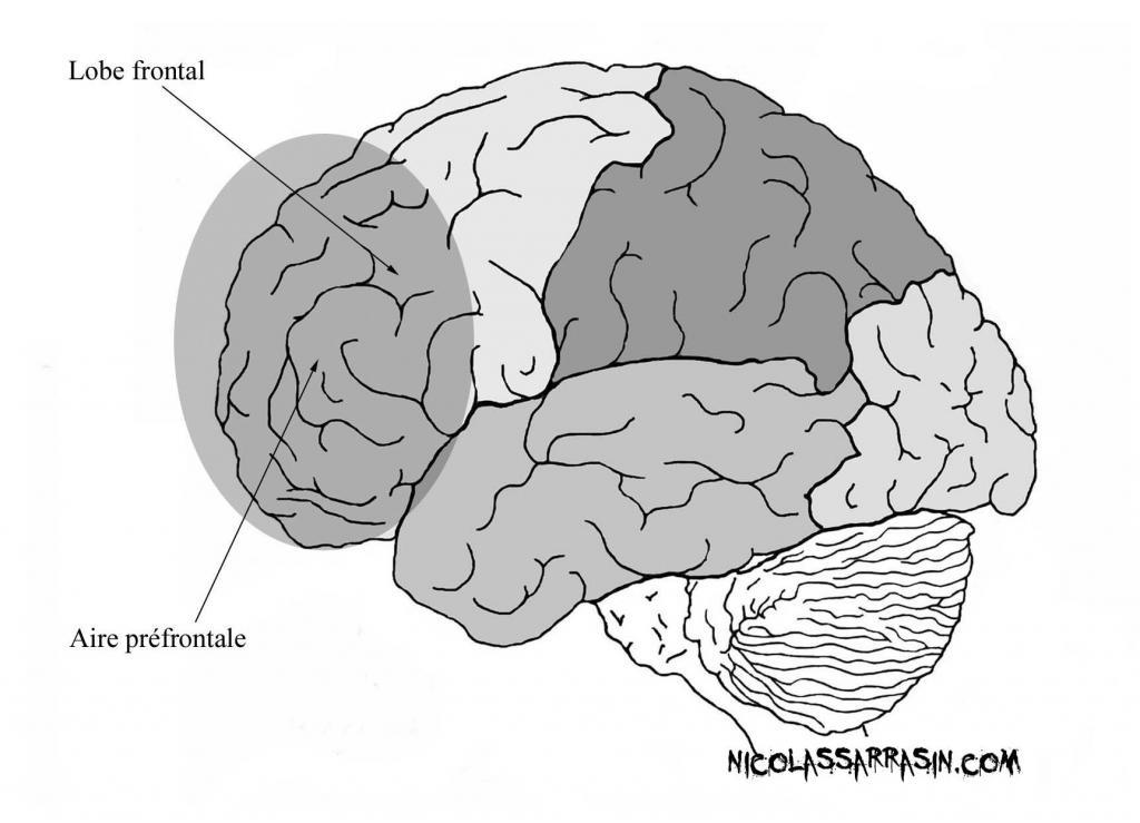 Aire préfrontale du néocortex - NicolasSarrasin.com