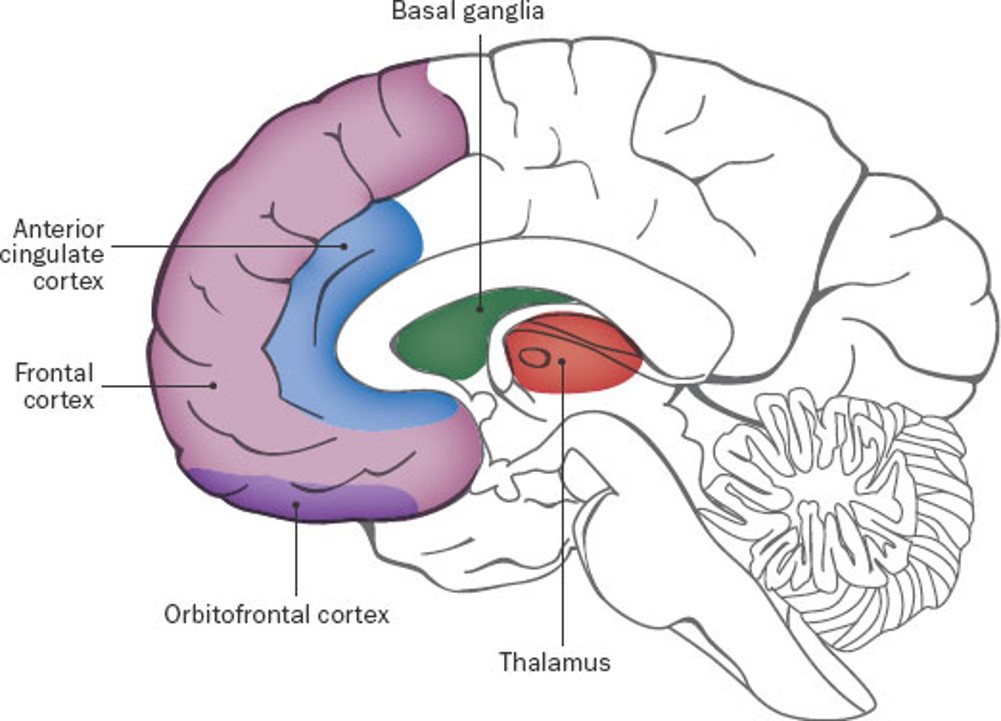 Le TOC implique un dysfonctionnement du circuit cortico-striato-thalamo-cortical (Circuit CSTC). Le TOC implique un dysfonctionnement du circuit cortico-striato-thalamo-cortical (Circuit CSTC).